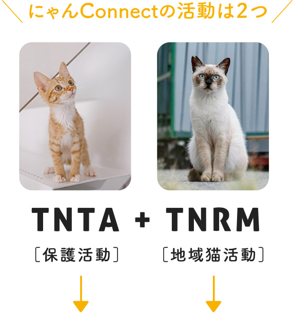 にゃんConnectの活動は2つ！TNTA+TNRM