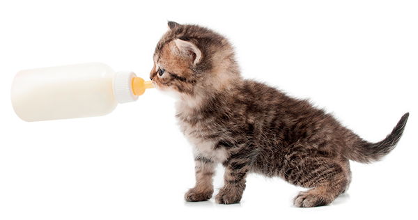 生後1週〜の子猫のイメージ画像