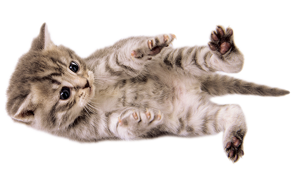 生後2週〜の子猫のイメージ画像