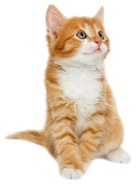 生後3週間〜4週間の子猫のイメージ画像
