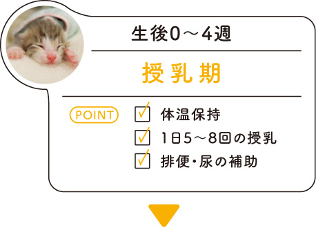 生後0〜4週「授乳期」･･･＜POINT＞体温保持／1日5～8回の授乳／排便・尿の補助