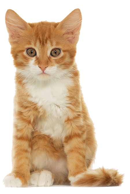 生後1ヶ月前後～2ヶ月の子猫のイメージ画像