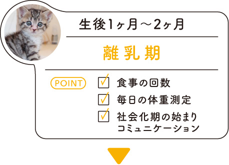生後1ヶ月～2ヶ月「離乳期」･･･＜POINT＞食事の回数／毎日の体重測定／社会化期の始まりコミュニケーション