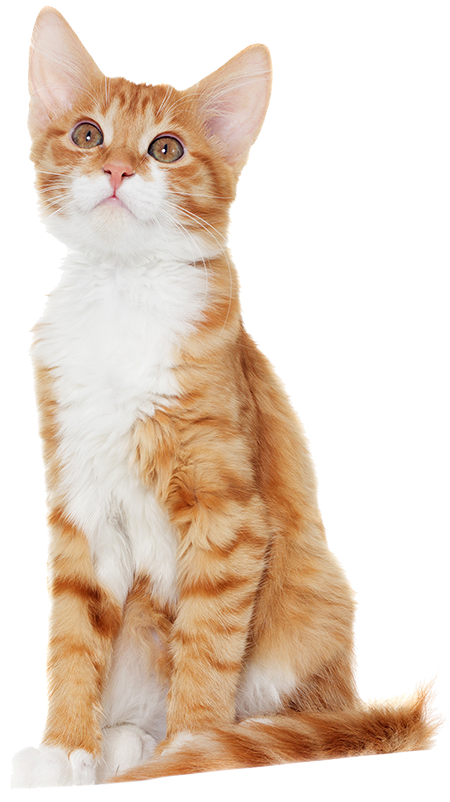 生後3ヶ月～の子猫のイメージ画像