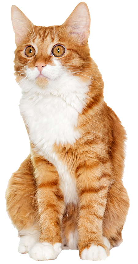 生後6ヶ月～の子猫のイメージ画像