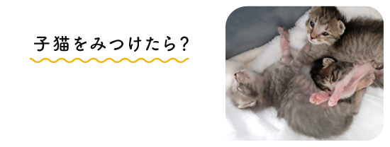 子猫をみつけたら？
