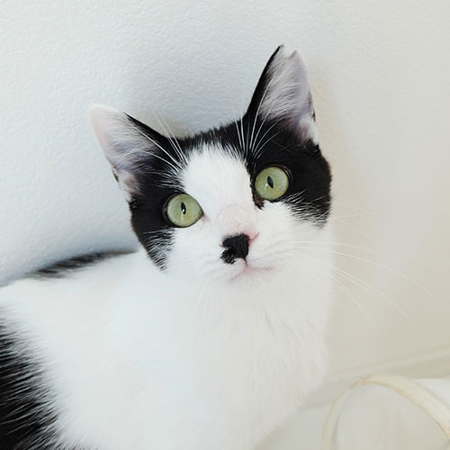 猫ちゃん写真