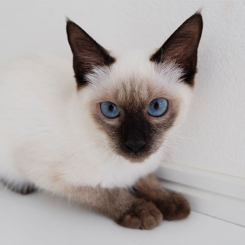 猫ちゃん写真