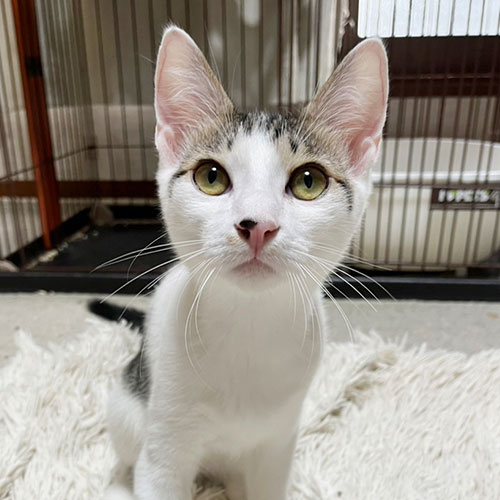 猫ちゃん写真