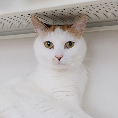 猫ちゃん写真