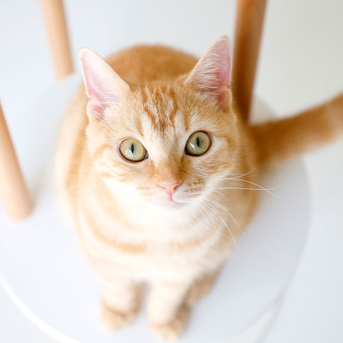 猫ちゃん写真