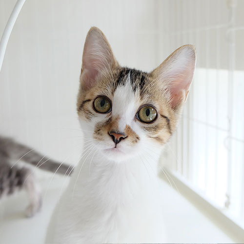 猫ちゃん写真