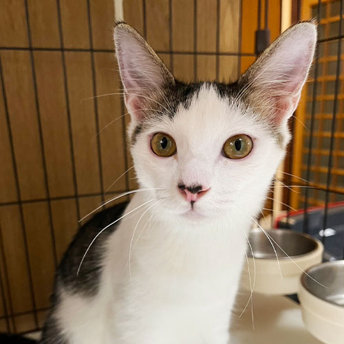 猫ちゃん写真