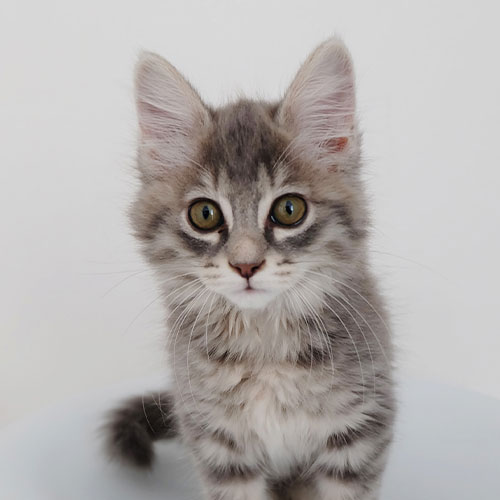 猫ちゃん写真