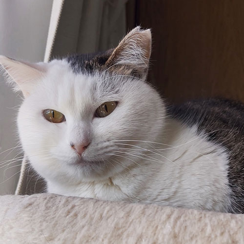 猫ちゃん写真