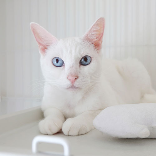 猫ちゃん写真