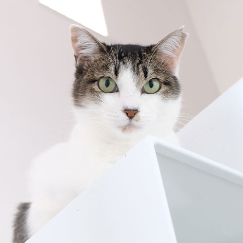 猫ちゃん写真