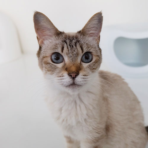猫ちゃん写真