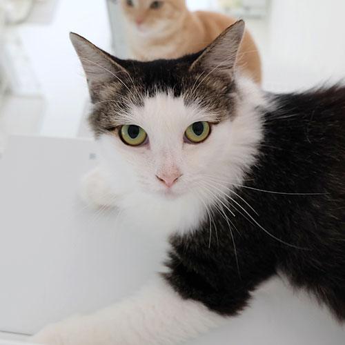 猫ちゃん写真