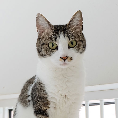 猫ちゃん写真