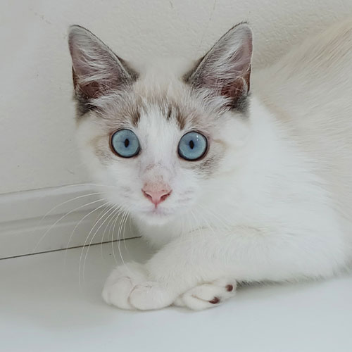 猫ちゃん写真