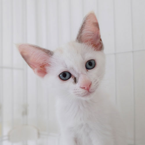 猫ちゃん写真