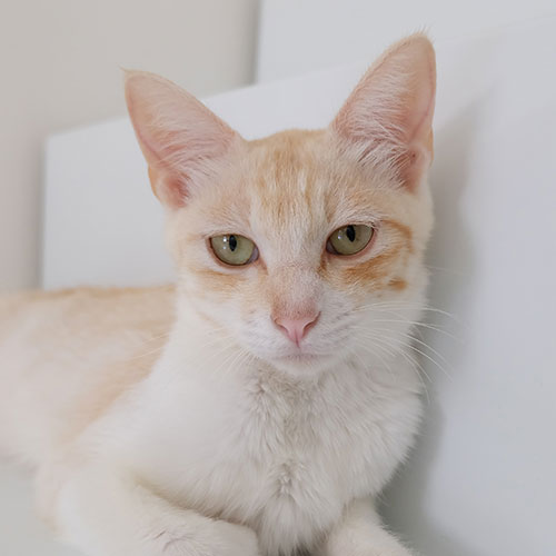 猫ちゃん写真
