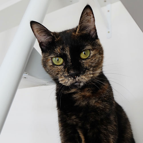 猫ちゃん写真