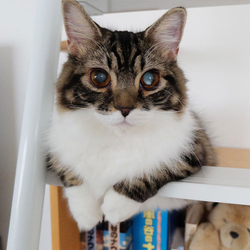猫ちゃん写真