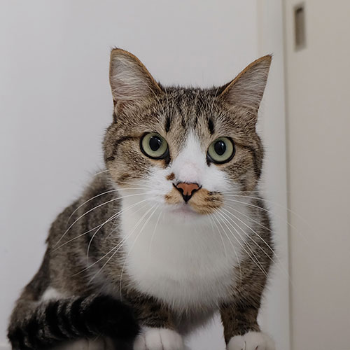 猫ちゃん写真