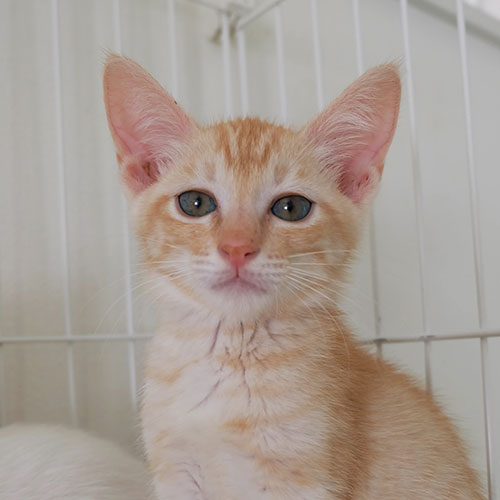 猫ちゃん写真