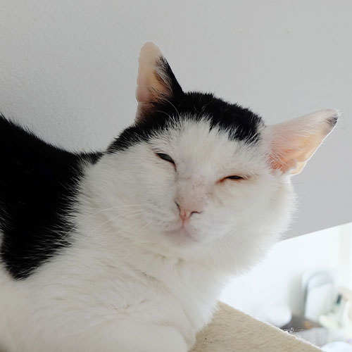 猫ちゃん写真