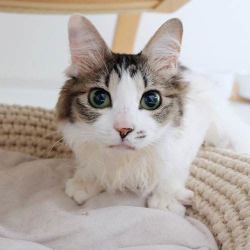 猫ちゃん写真