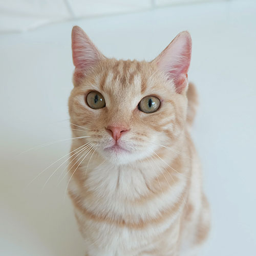 猫ちゃん写真