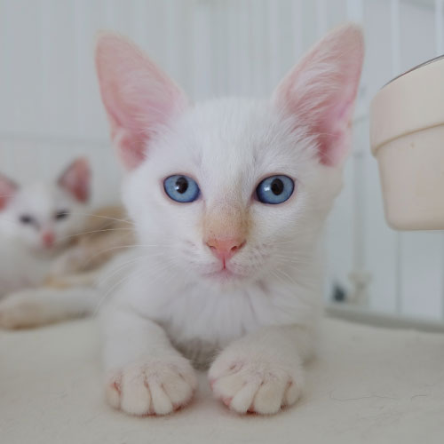 猫ちゃん写真